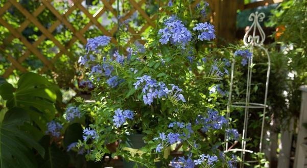 五种漂亮的花,可以趁热天繁殖小苗,温度高更利于生根