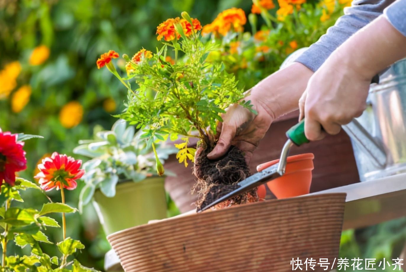 春季给花换土害怕土壤有虫卵，教你4种杀虫“小技巧”，很实用