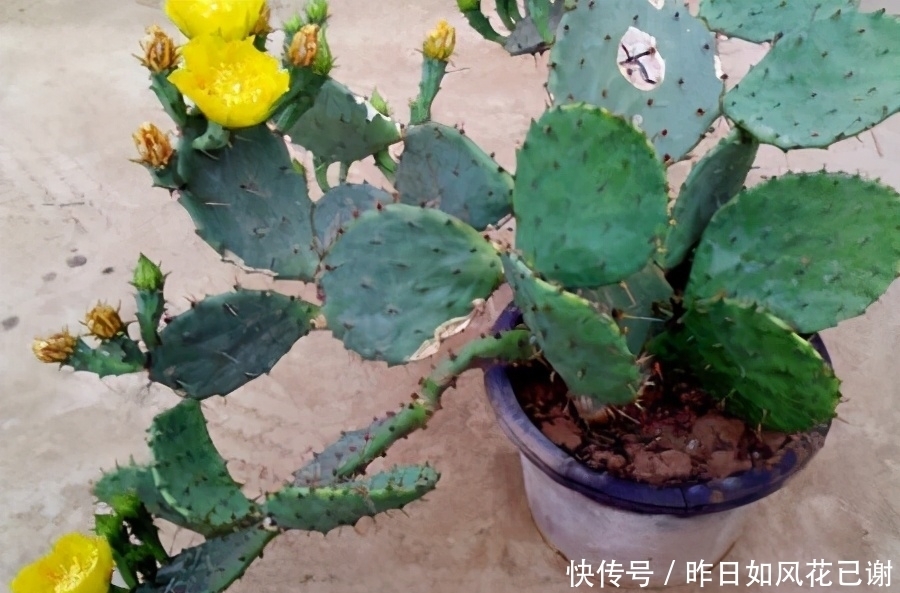 低于10度，5种花要赶紧“断水”，爱花人早了解