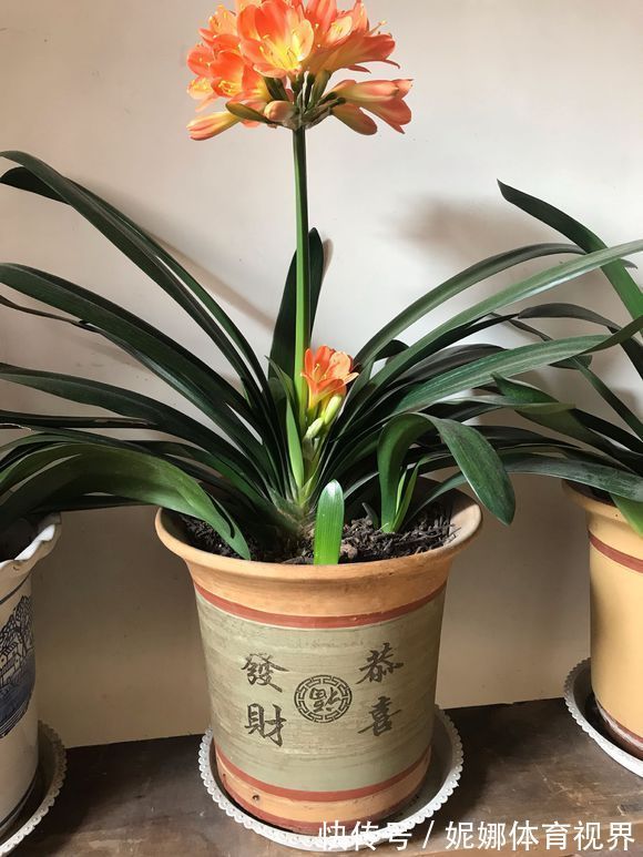 李大姐养君子兰,年年开大花,有吉祥好兆头,原来是她做对5件事