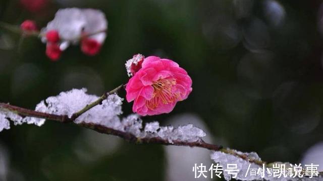 诗词#诗词七绝《梅雪吟》