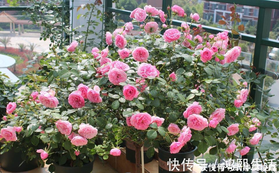 残花梗|月季开完花,这样一处理,2周以后花芽“嘟嘟冒”,花朵开爆