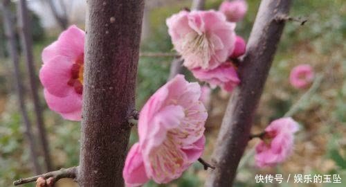 老年|赏心悦目！春天里的泾阳百花鲜