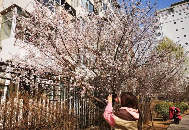 太原春天赏花地图来了！这些地方山桃花最美！惊艳朋友圈