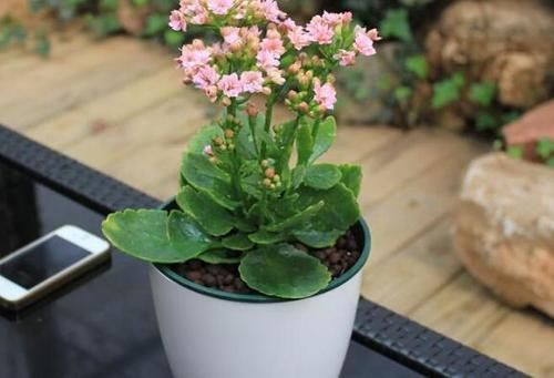 忽冷忽热的天气，养花种草，怕出意外就多用点这“灰”