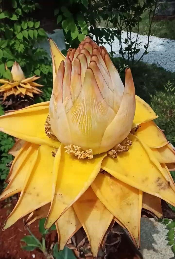 金枝玉叶|命里“多金”的5种花,寓意好又贵气,家里养一盆,带来好运气