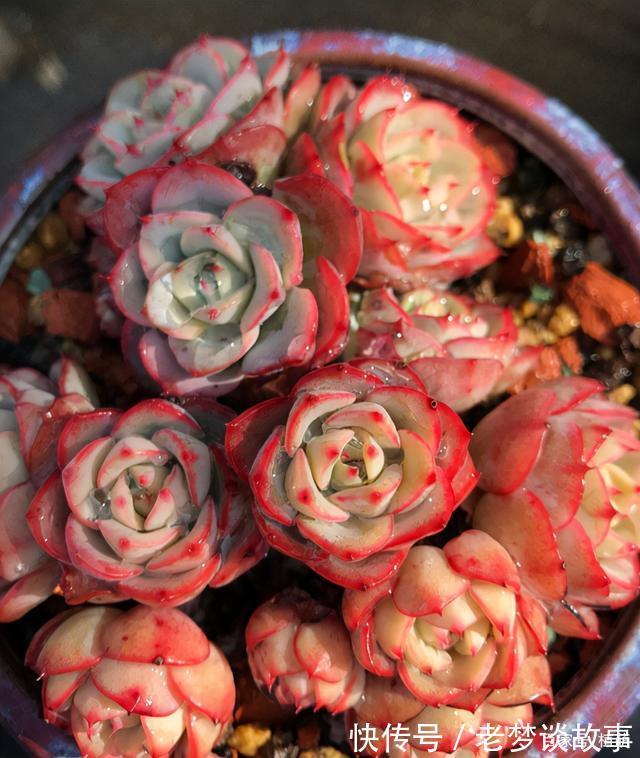 不要嫌弃奶油黄桃状态不好，接下来把5点做好，爆盆，上色不用愁