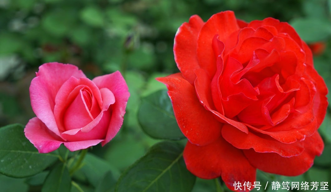 养眼|月季是花友们必养的花卉,开花大而且颜色艳丽,很是养眼