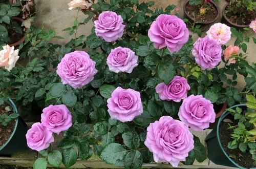  微型|阳台再小，也要养几盆微型月季，勤开花又矮小，值得拥有