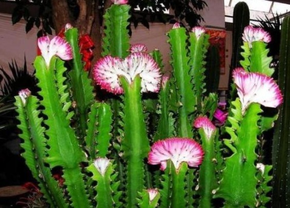 三种多肉植物不要养了，毒性很强大，特别家里有小孩