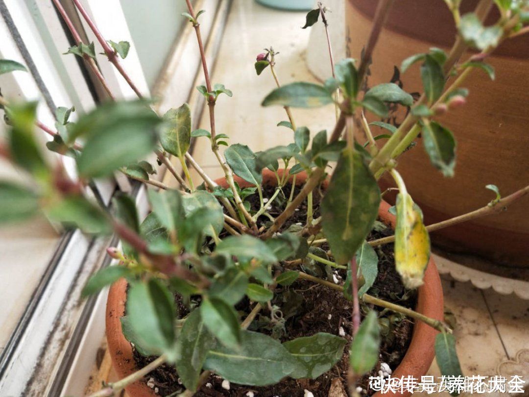 浇水|倒挂金钟长成一棵树，年年都开花，咋养的？