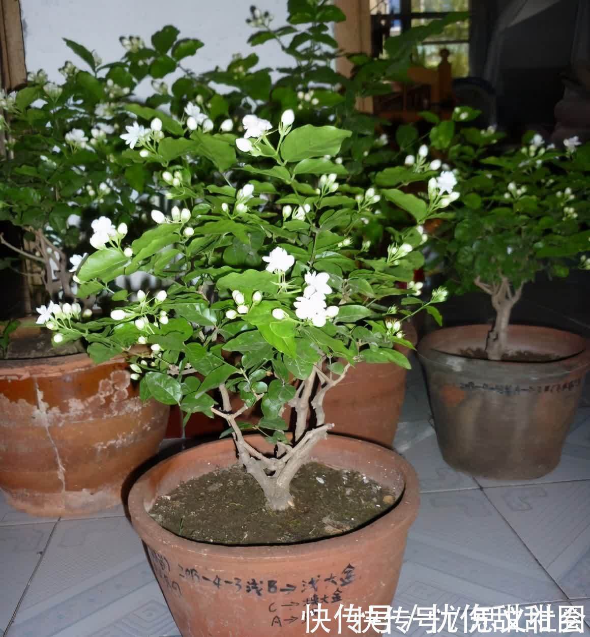花苞|养茉莉花有“3点”很重要，株型更美，开花更多，又香又好看
