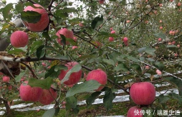 吃起來|蘋果“最佳”的2種吃法，促進(jìn)腸胃蠕動(dòng)排宿便，為健康吃起來