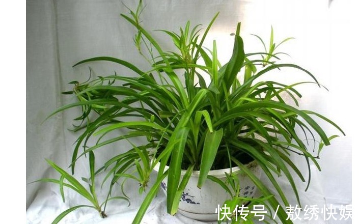 以下7种常养花施肥大全，告诫花友们一定不要在瞎施肥啦