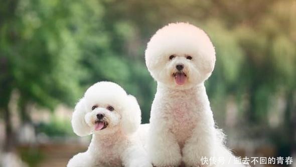 三个月公比熊有生育能力吗