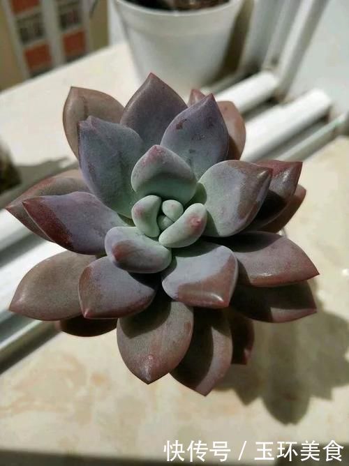 多肉植物也能水培多肉丢水里反而不烂根,长得还水灵,晶莹剔透