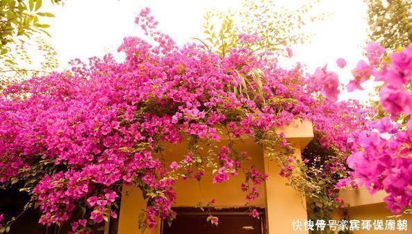 等我们老了,买一处院子,种上4种花,在花海里看花开