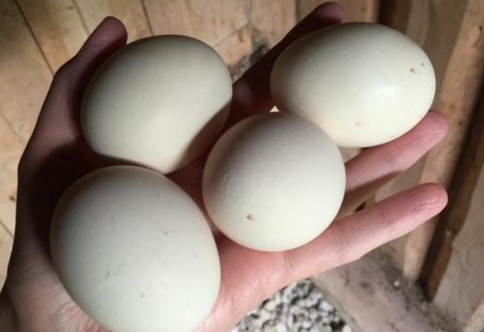 鸡蛋|为什么鸡蛋被人拿走,母鸡从来不生气看完涨知识