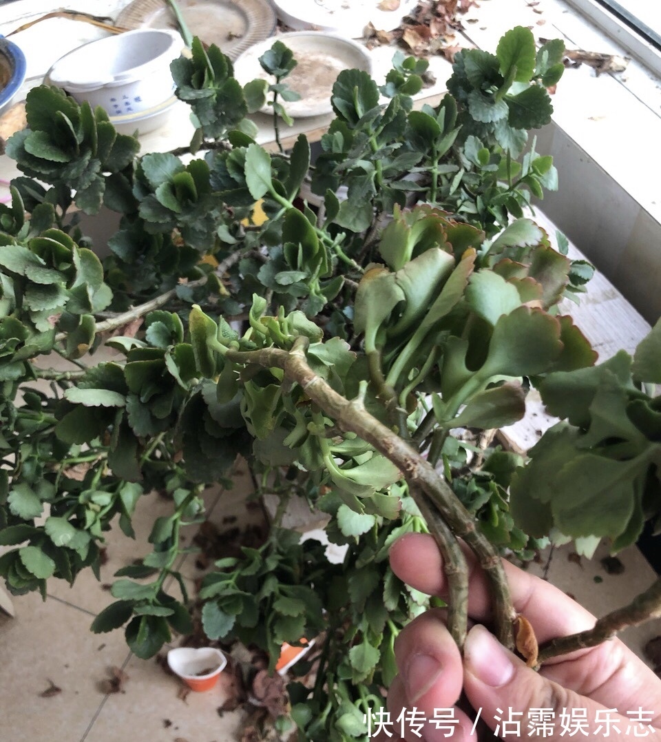 修剪|长寿花、天竺葵“快睡醒了”，准备2种肥撒盆里，9月呼呼冒