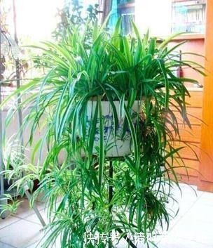 养这4种花,春天一定要“理发”,才会越长越旺,看看你家有吗!