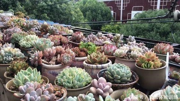 养花|浇花水摻点它，比营养液、淘米水还肥，家里花草长得叶绿、花多！