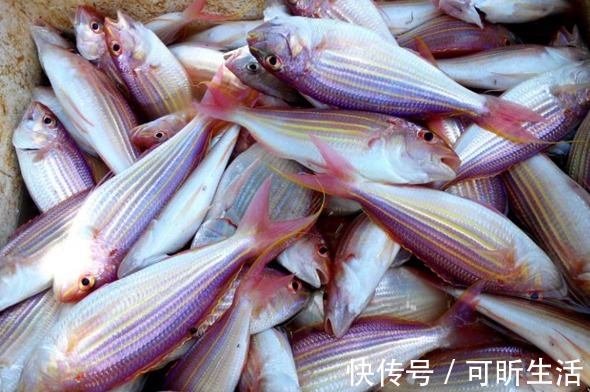 优质蛋白|买鱼时，认准这4种，目前无法人工养殖，都是野生海鱼，放心吃！