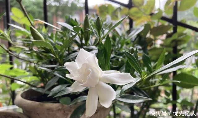 浇水|家养栀子花，每个月用两次绿色粉末，香飘满屋，花开六月底