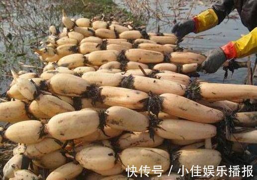 凉拌脆藕|让人倒下的不是病,而是无知吃莲藕的一大禁忌,大家来了解下