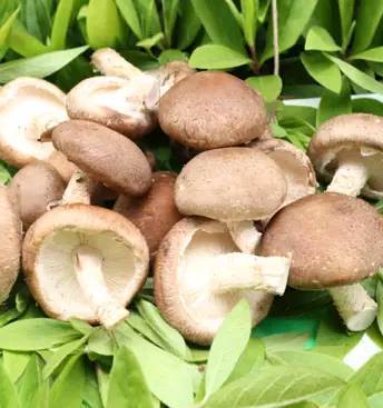 血管灌流|想长寿先养生，3种蔬菜每天吃点，美容养颜，滋补身体