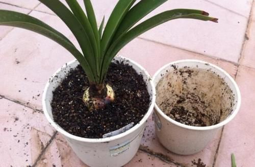  误区|远离这些养花误区，啥花都能养爆盆！