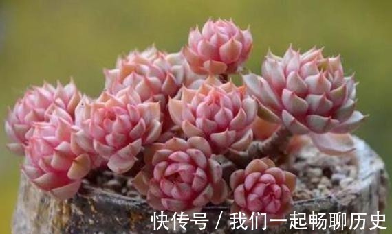 浇水|温度低多肉不生长?给它做4步,反而养出“美肉肉”,直接出状态