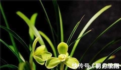 只需这4招，兰花不烂根不黄叶，长得好易开花！