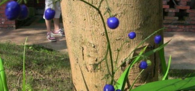 文帝|此草有剧毒,看到千万要注意,不要乱采摘,毒性可用来制成老鼠药