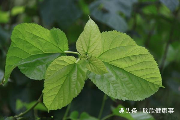 乌发|白发不要染,农村常见的叶子洗头,坚持15天,黑发变回来!