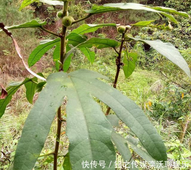 五爪龙|这植物人称“五爪龙”,看着不起眼,用处却不少,可惜不多见了