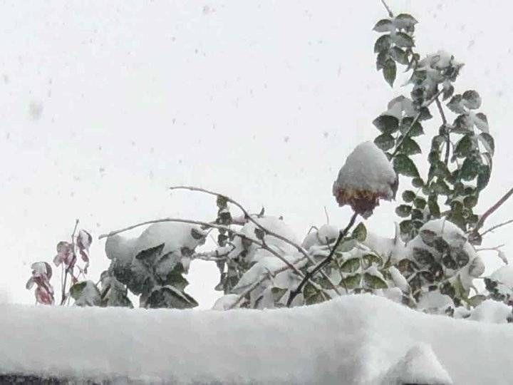 第一场雪|第一场雪真美