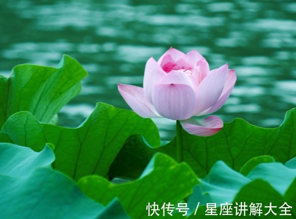 桃花|步入7月中旬，时来运转，4属相运势上涨，桃花如愿，日子红红火火