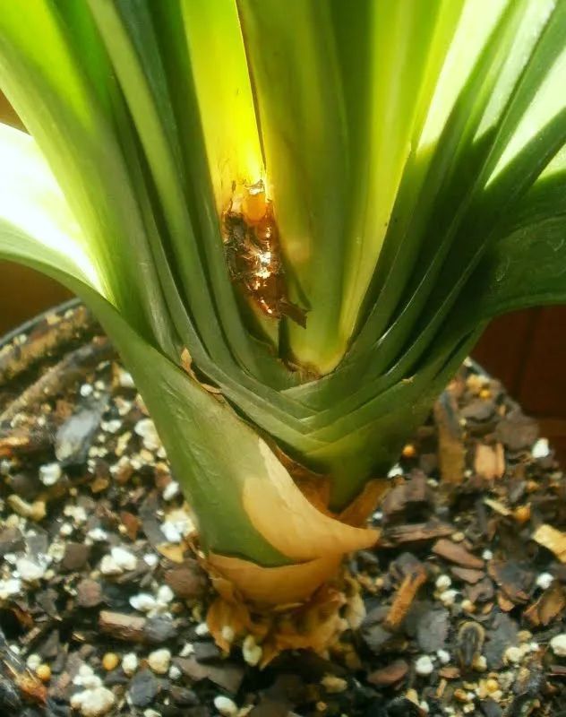 君子兰|为啥很多朋友在家里养不好君子兰,有可能一开始就买错了