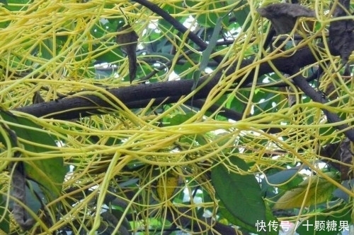 农村这野草价值很珍贵,如今要20元一斤,遇到请珍惜