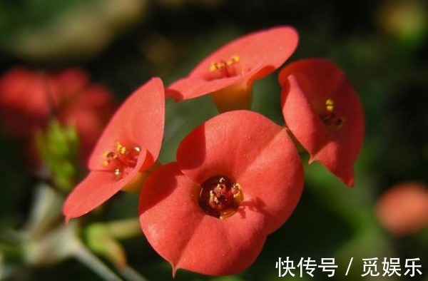 虎刺梅总是不开花怎么办以下3个方面多注意,花繁叶茂更美观