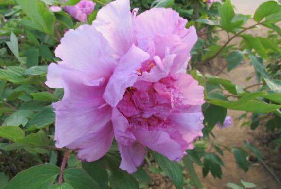 花香|在家里养盆“醉酒杨妃”花姿琼花玉叶,花香醉人,比菊花还美