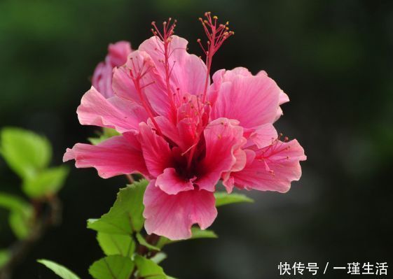 虎刺梅虎刺梅|懒人养花必备,一月不浇水都没事,五颜六色,漂亮且好养