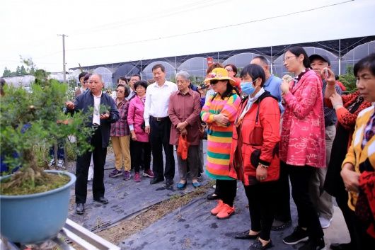 月季|弹眼落睛 这场家门口的花木盆景展千万别错过