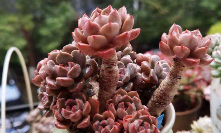 养不好多肉,试试养一株红粉佳人,叶片粉嫩养成小老桩,适合新手