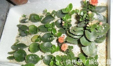 长寿花|悄悄告诉你,此5种花,掐个叶就生根,懒人都能养开花!