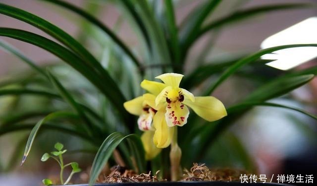 春天养兰花,3种情况下别喷水,否则就是“找死”!