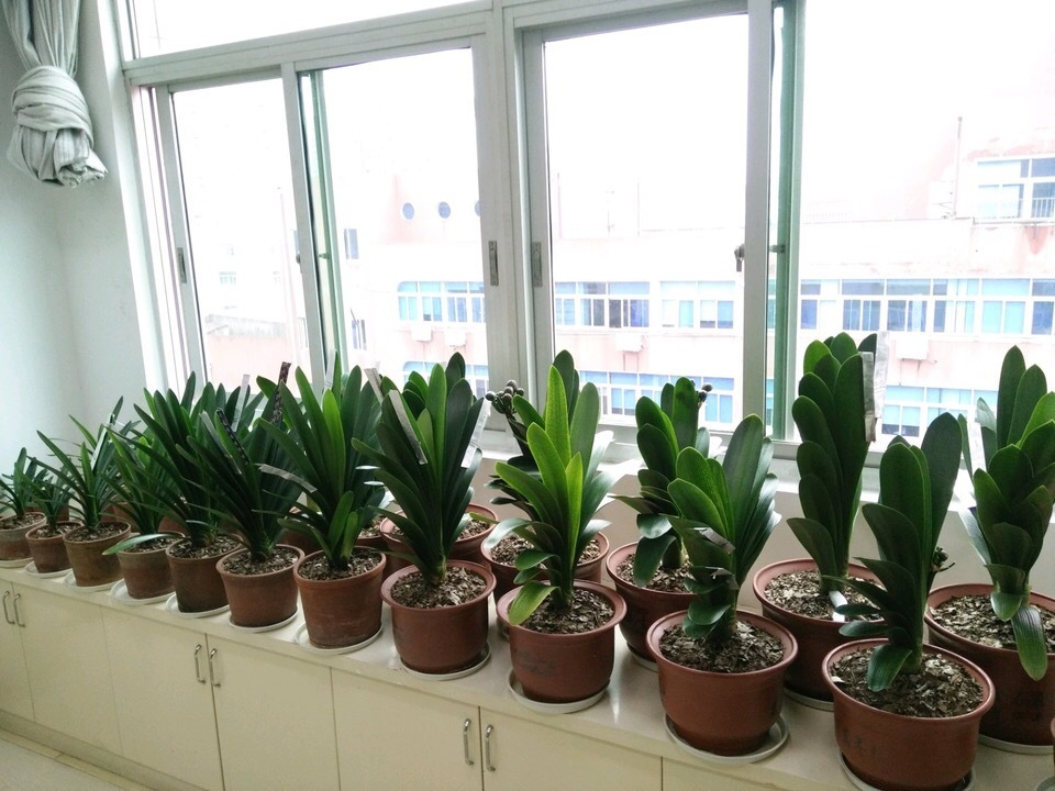 到了秋天,1盆水浇花,绿萝、发财树“嗖嗖冒芽”,迅速爆盆