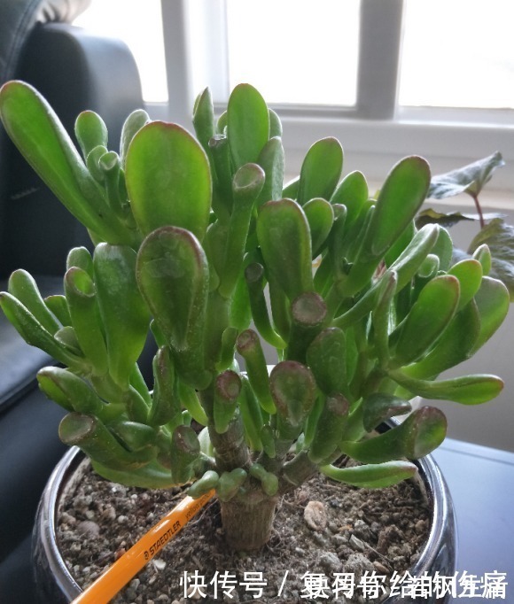 能“吸财”的多肉，养盆吸财树，肥水不要少，半年养到手臂粗