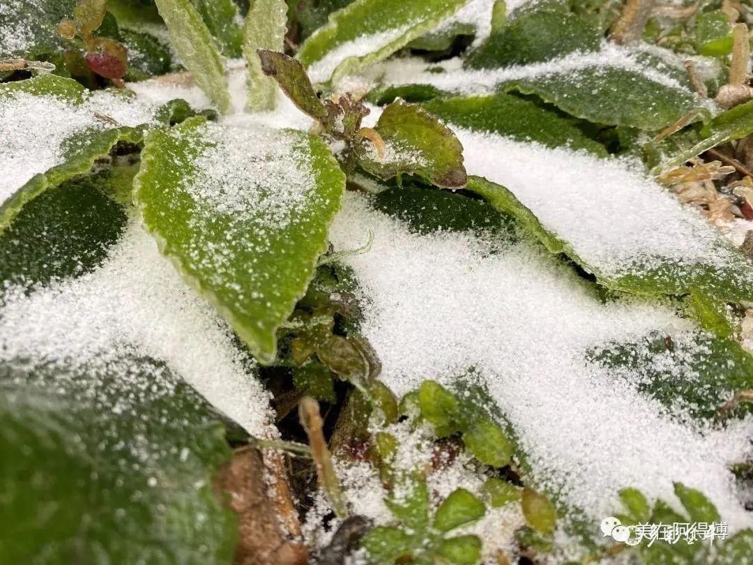 记忆 ｜寒潮再次来袭，还记得前几天的雪吗？