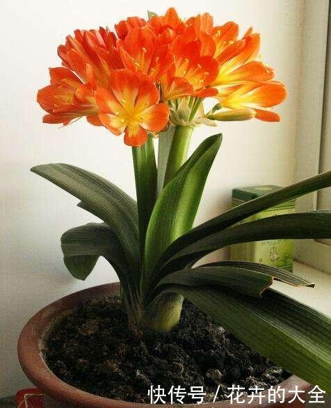 水溶液|用2种水浇花,无臭味、肥效好,淘米水、黄豆水都不用了